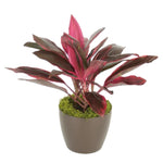 Cordyline Red Sister (6 Inch)