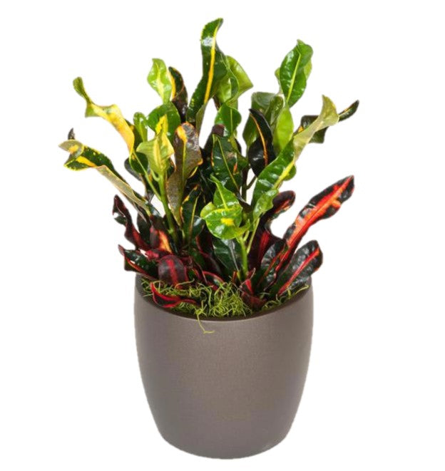 croton mammi Croton Mamey (6 Inch) – Westbrae Nursery