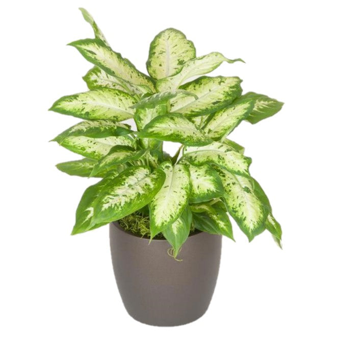 buy dieffenbachia Dieffenbachia Camille (6 Inch) – Westbrae Nursery