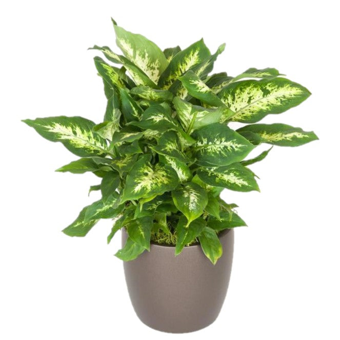 dieffenbachia compacta Dieffenbachia Compacta (6 Inch) – Westbrae Nursery