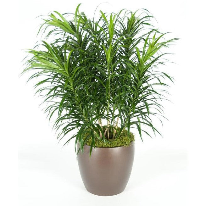 dracaena pleomele anita Dracaena Anita (10 Inch) – Westbrae Nursery