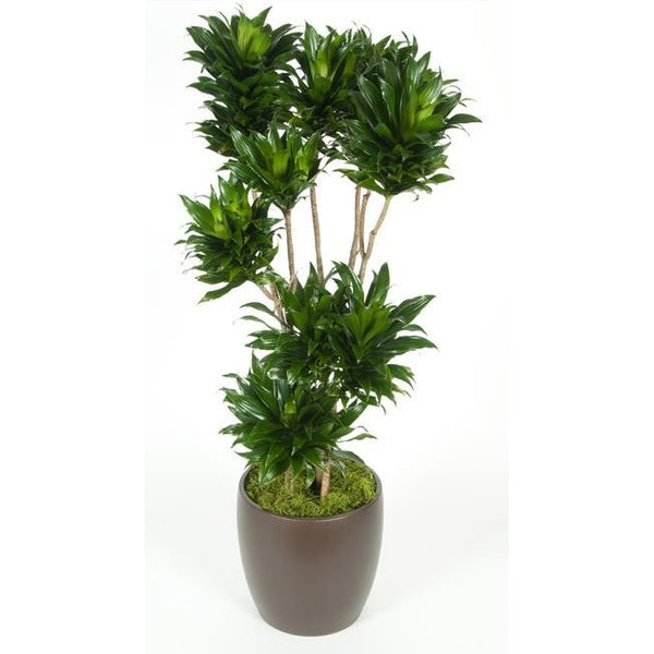 Dracaena Compacta Character (10 Inch) – Westbrae Nursery