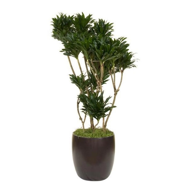 Dracaena Compacta Character (12 Inch) – Westbrae Nursery