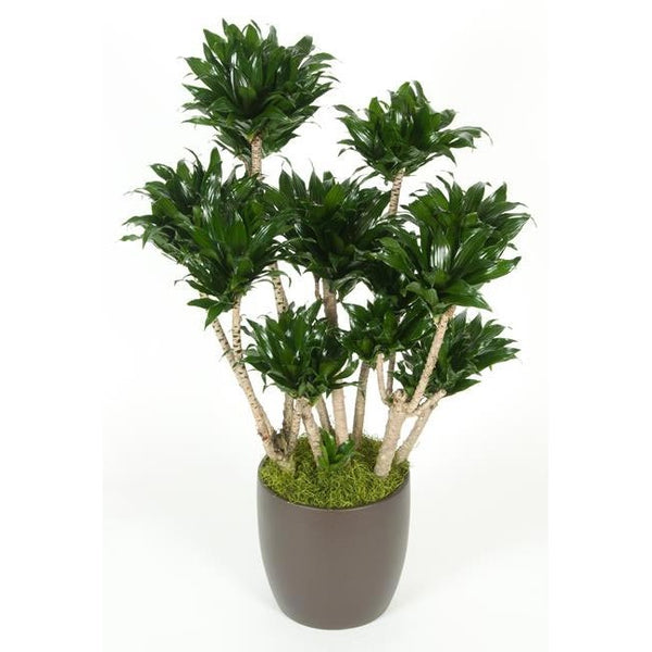 Dracaena Compacta Character (2 gal) – Westbrae Nursery
