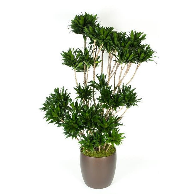 gal dracaena Dracaena Compacta Character (7 gal) – Westbrae Nursery