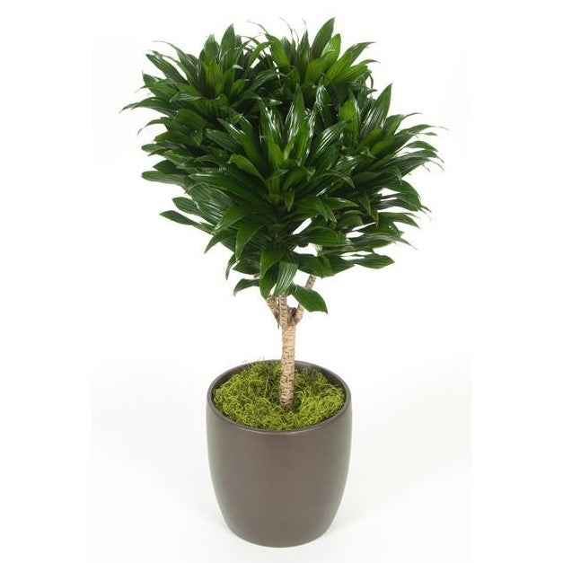 gal dracaena Dracaena Compacta Globe (2 gal) – Westbrae Nursery