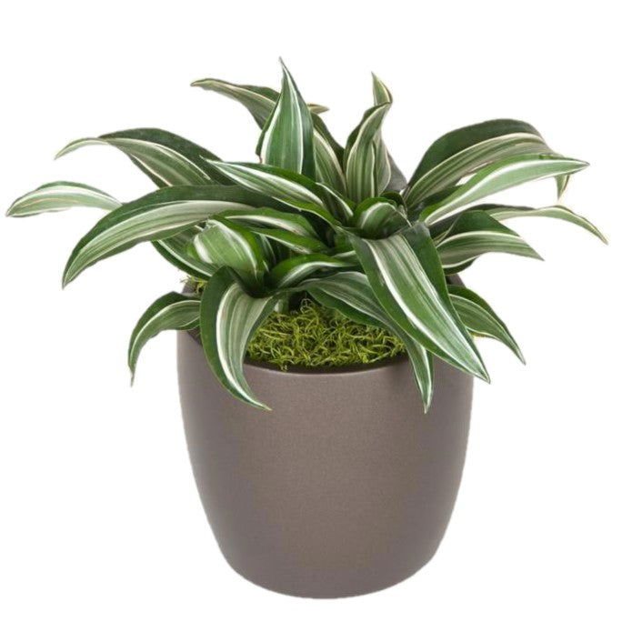 jade jewel dracaena care Dracaena Jade Jewel (6 Inch) – Westbrae Nursery