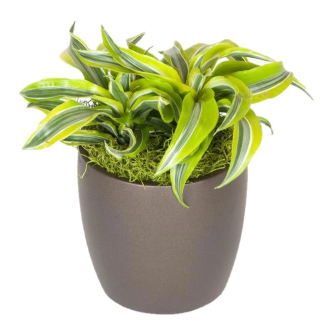dracaena lemon lime surprise Dracaena Lemon Surprise (6 Inch) – Westbrae Nursery