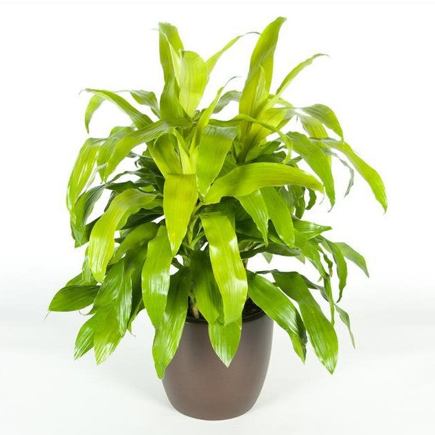 dracaena limelight brown tips Dracaena Limelight TIP (10 Inch) – Westbrae Nursery