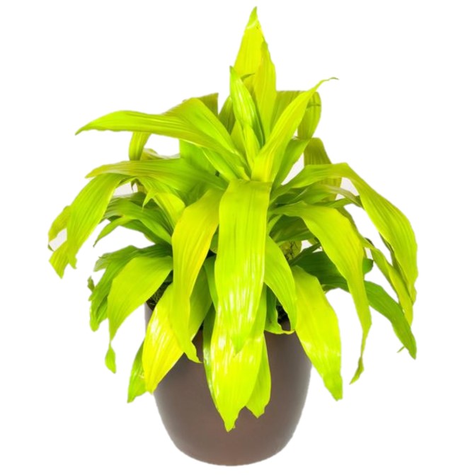 dracaena janet craig limelight Dracaena Limelight TIP (8 Inch) – Westbrae Nursery