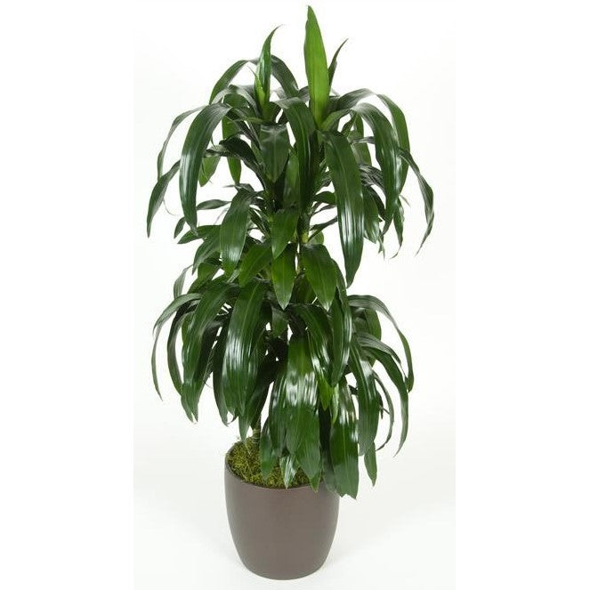 dracaena lisa Dracaena Lisa C/B 4ppp 3' (2 gal) – Westbrae Nursery