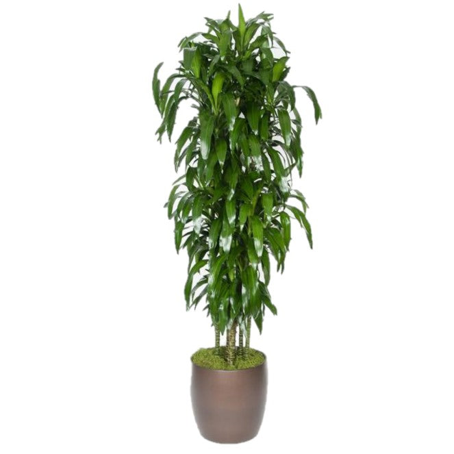dracaena lisa Dracaena Lisa C/B 4ppp (5 gal) – Westbrae Nursery