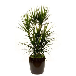 gal dracaena Dracaena Marginata C/B (2 gal) – Westbrae Nursery