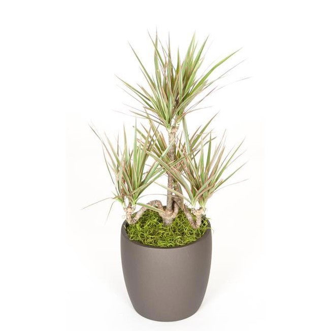 dracaena candelabra Dracaena Marginata Candelabra Bicolor (6 Inch) – Westbrae Nursery