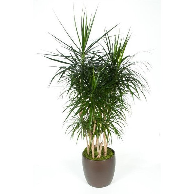 dracaena marginata skötsel Dracaena Marginata Character (14 Inch) – Westbrae Nursery
