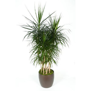 dracaena marginata and dogs Dracaena Marginata Character (14 Inch) – Westbrae Nursery