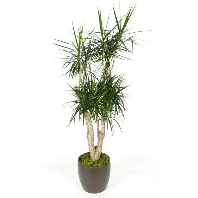 dracaena marginata stump Dracaena Marginata Stump (10 Inch) – Westbrae Nursery