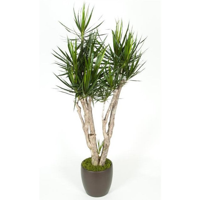 dracaena massangeana stump Dracaena Marginata Stump (12 Inch) – Westbrae Nursery