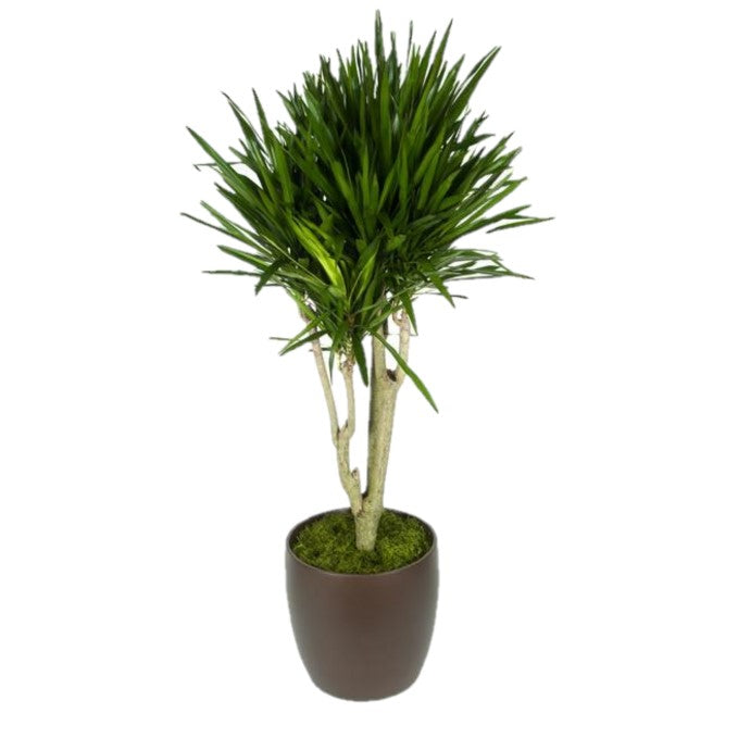 dracaena marginata stump Dracaena Marginata Stump (14 Inch) – Westbrae Nursery