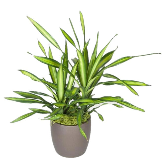 dracaena rikki plant Dracaena Rikki (6 Inch) – Westbrae Nursery