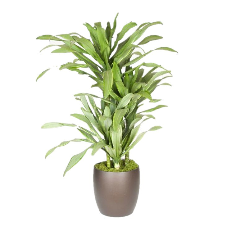 dracaena santa rosa Dracaena Santa Rosa C/B (10 Inch) – Westbrae Nursery