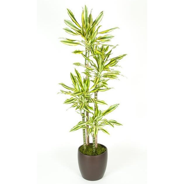 dracaena steudneri cane Dracaena Steudneri Sol C/B 5ppp(12 Inch) – Westbrae Nursery