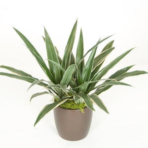 Dracaena Warneckii C/B (8 Inch)