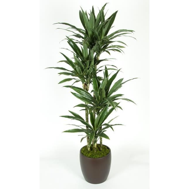 warneckii dracaena Dracaena Warneckii C/B (10 Inch) – Westbrae Nursery