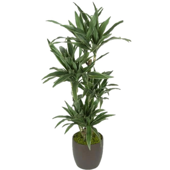 gal dracaena Dracaena Warneckii C/B 3ppp (2 gal) – Westbrae Nursery