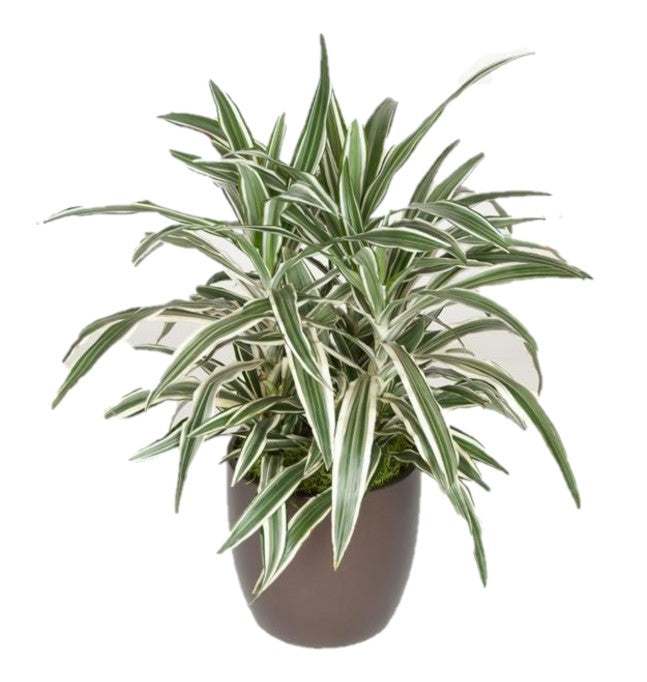 dracaena tip Dracaena Warneckii TIP (8 Inch) – Westbrae Nursery