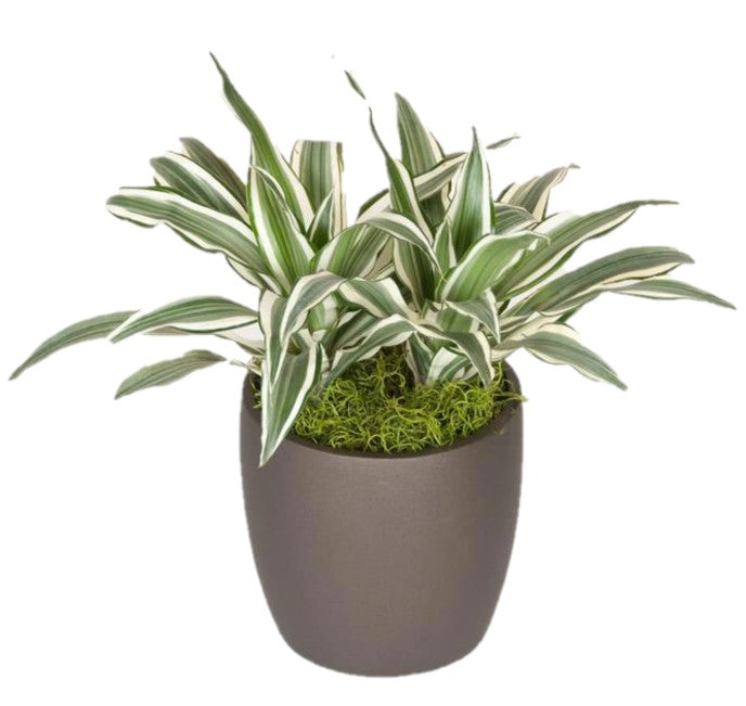 white bird dracaena Dracaena Warneckii White Bird (6 Inch) – Westbrae Nursery