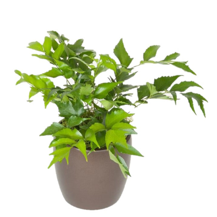 Ferns Holly (6 Inch)