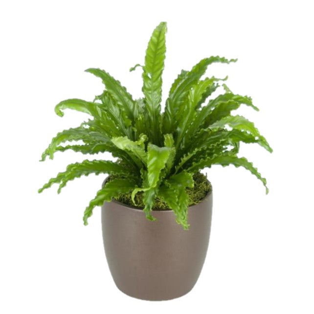 japanese bird nest fern Ferns Japanese Birds Nest (8 Inch) – Westbrae Nursery