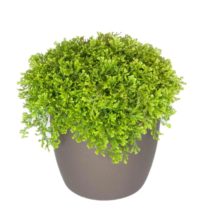 Ferns Moss Green (6 Inch)