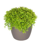 Ferns Moss Green (6 Inch)