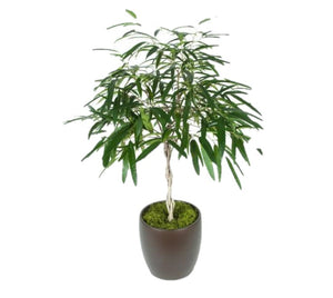 Ficus Alii Braid (10 Inch)