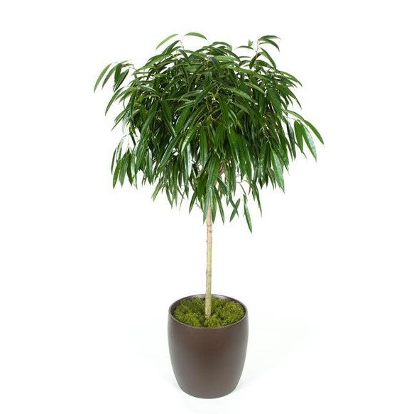 Ficus Alii Standard (14 Inch) – Westbrae Nursery