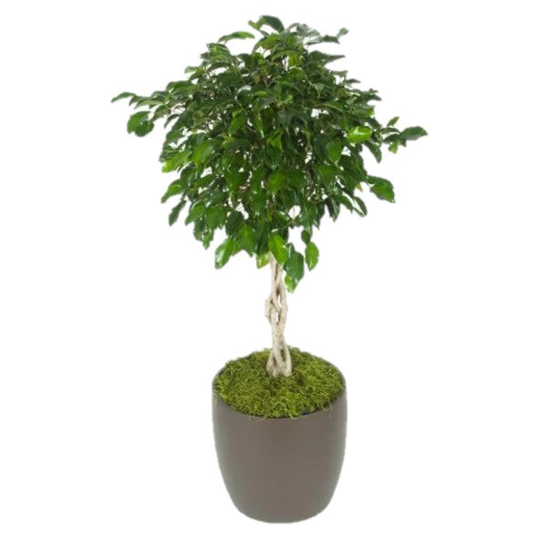 Ficus Benjamina Braid (10 Inch)