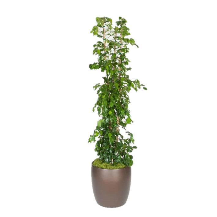 Ficus Stake Ficus Benjamina Column 3 stake (14 Inch) – Westbrae Nursery