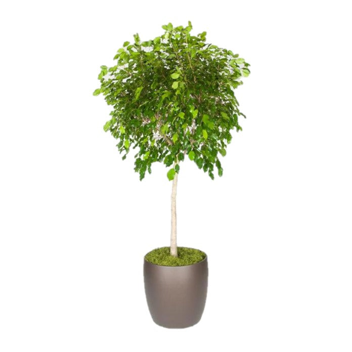 Ficus Benjamina Standard (14 Inch)
