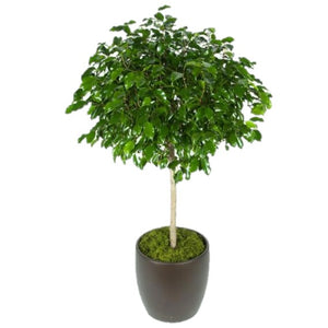 Ficus Benjamina Standard  (10 Inch)