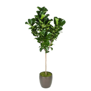 12 inch fiddle leaf fig Ficus Lyrata Little Fiddle Standard (12 Inch) – Westbrae Nursery