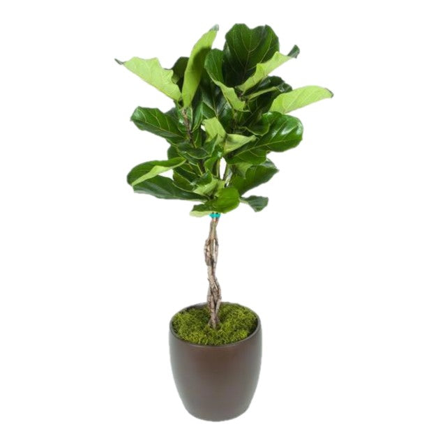 Ficus Lyrata Braid (10 Inch)