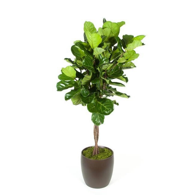 fiddle leaf fig braided trunk Ficus Lyrata Braid (14 Inch) – Westbrae Nursery