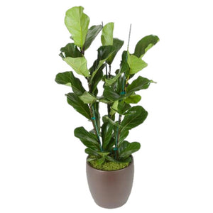 Ficus Lyrata Column (10 Inch)