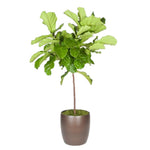 Ficus Lyrata Standard (14 Inch)