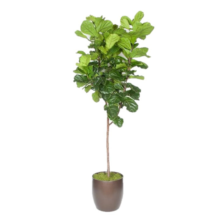 Ficus Lyrata Standard (20 gal)