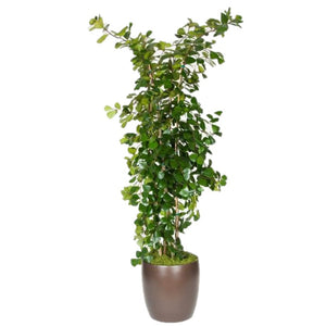 Ficus Triangularis (14 Inch)