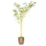 Bamboo Giant Timber  (14 Inch)