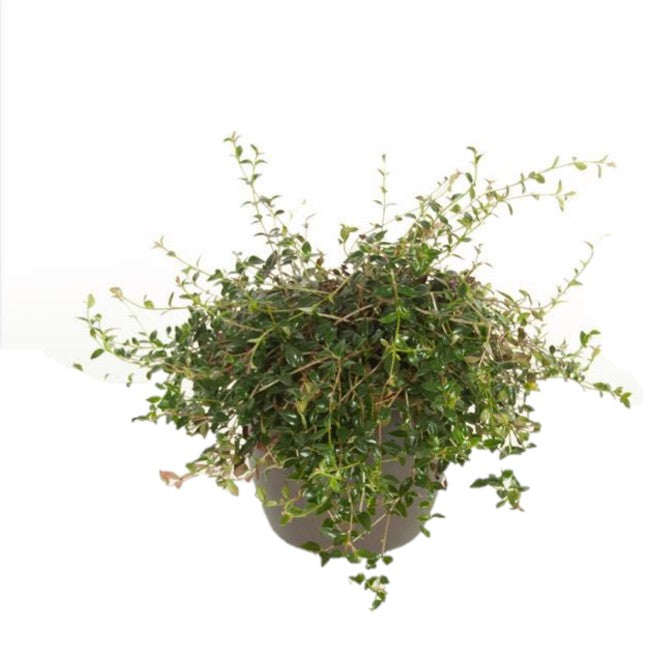 Goldfish (8 Inch) – Westbrae Nursery